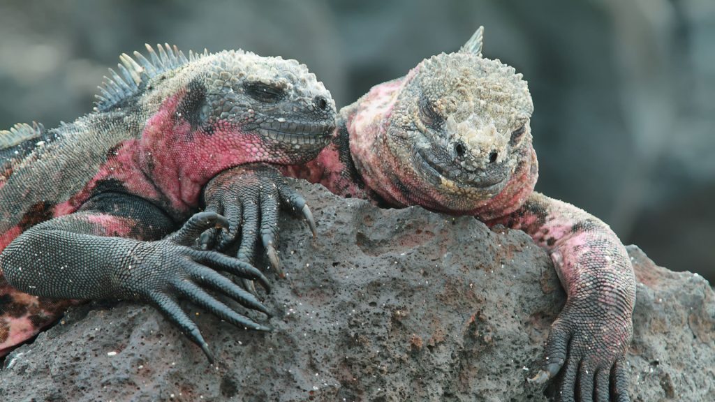 When were the galapagos islands discovered