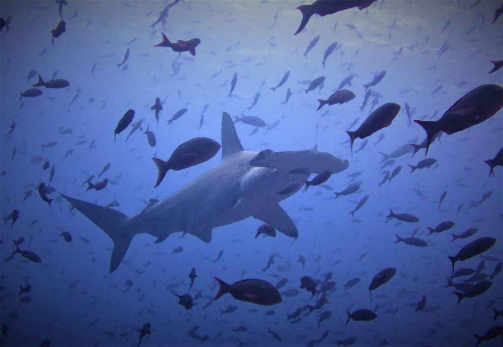 Diving-shark