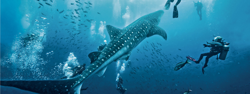diving5