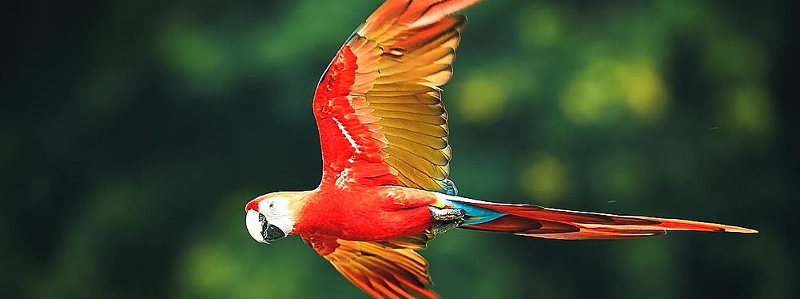 ecuador-amazonas-papagei-82019c35e6